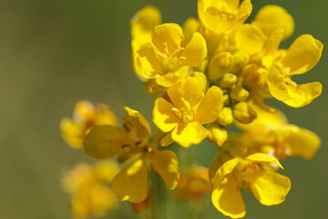 Obraz premium 春の到来を感じさせる菜の花