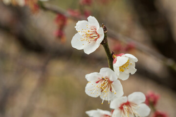 春を告げる白い梅の花