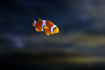 Ocellaris Clownfish (Amphiprion ocellaris) - Marine Fish