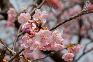 早咲の桜の花