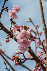 早咲の桜の花