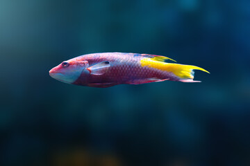 Spotfin Hogfish (Bodianus pulchellus) - Marine Fish
