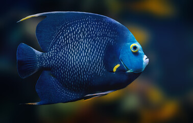 French Angelfish (Pomacanthus paru) - Marine Fish