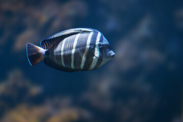 Sailfin Tang (Zebrasoma veliferum) - Marine Fish