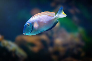Ocean Surgeon (Acanthurus bahianus) - Marine Fish