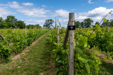 Fototapeta na wymiar Danish vineyard in region country