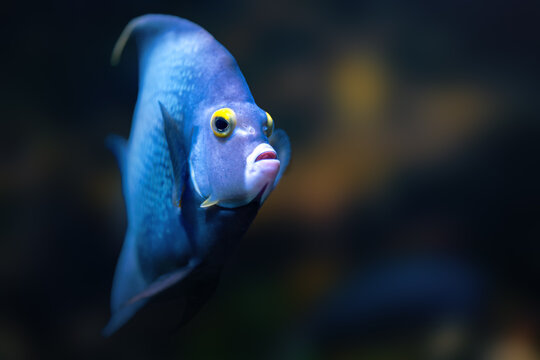 French Angelfish (Pomacanthus paru) - Marine Fish