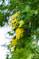 A sprig of mimosa blossoms on a bush in a park on a green blurred background of nature.