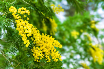 A sprig of mimosa blossoms on a bush in a park on a green blurred background of nature.