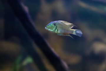 Demon Eartheater (Satanoperca jurupari) - Freshwater Fish