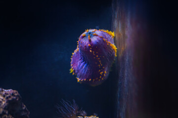 Violet Sea Apple (Pseudocolochirus violaceus)