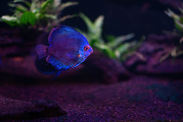 Blue Discus (Symphysodon aequifasciatus) - Freshwater Fish