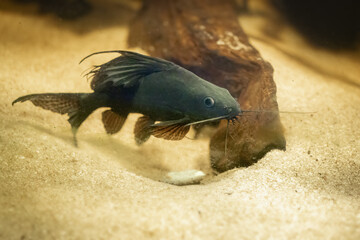 Featherfin Squeaker Catfish (Synodontis eupterus) - Freshwater Fish