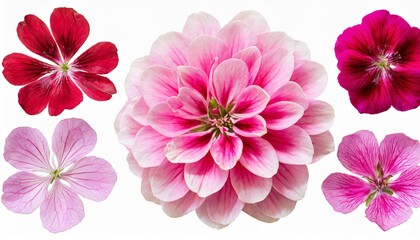 set of pink flowers and geranium petals floral isolated design element top view flat lay set of pink flowers and geranium petals floral isolated design element top view flat lay