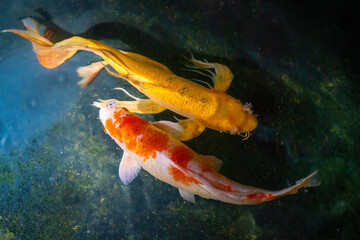Hariwake and Yellow Koi Fish with Butterfly Fin