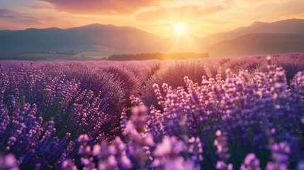 Foto op Plexiglas beautiful lavender fields in the summer sunset © EvhKorn