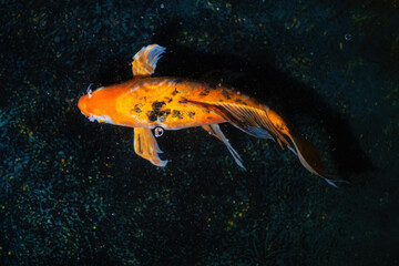 Orange and Black Koi Fish (Cyprinus carpio)