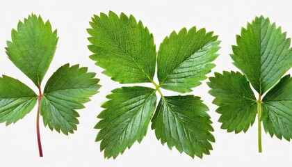 collection of strawberry leaves isolated on a white background - obrazy, fototapety, plakaty
