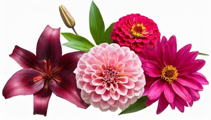 deep magenta lilies and pastel pink zinnia collage isolated on white