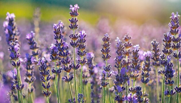 purple lavender flowers field at summer with burred background close up macro image