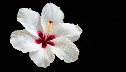 Fototapeta na wymiar white hibiscus flower isolated on background close up for design transparent background nature