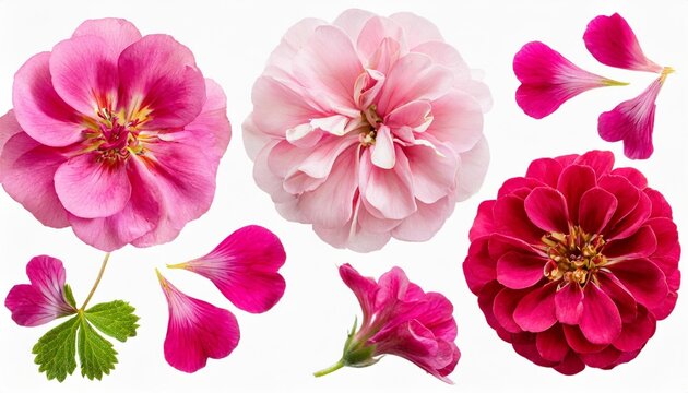 set of pink flowers and geranium petals floral isolated design element top view flat lay set of pink flowers and geranium petals floral isolated design element top view flat lay