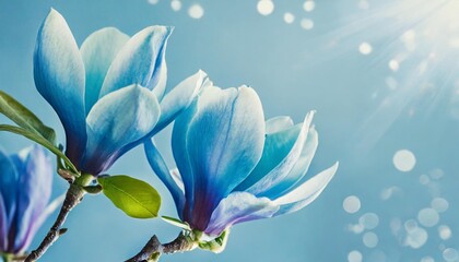 Fototapeta na wymiar set of blue magnolia flowers twig spring collection isolated on blue background shallow depth soft toned floral springtime copy space