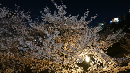 夜桜