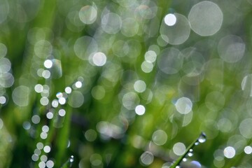 Fototapeta premium Spring. Beautiful natural background of green grass with dew and water drops. Seasonal concept - morning in nature.