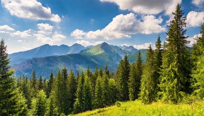 spruce forest on a sunny day scenic summer landscape of natural park in poland green outdoor nature environment high tatra ridge in the distance beneath a gorgeous sky with clouds - obrazy, fototapety, plakaty