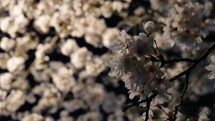 夜桜