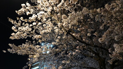 夜桜
