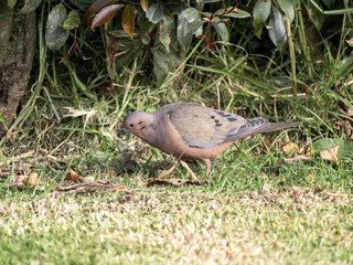 Eared Dove, Zenaida auriculata antioquiae, foraging on the ground, Wakata Biopark Colombia