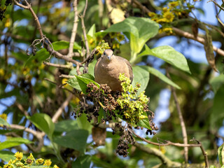 Eared Dove, Zenaida auriculata antioquiae, sitting on a tree in a clump of leaves, Wakata Biopark Colombia