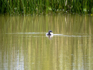 Pied-billed Grebe, Podilymbus podiceps, foraging on water in Biopark Wakata, Colombia
