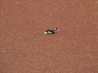 Pied-billed Grebe, Podilymbus podiceps, foraging on water in Biopark Wakata, Colombia