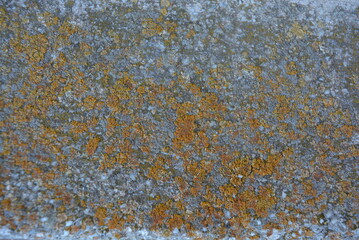 Old building cement background with yellow gray moss