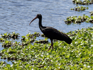 Bare-faced Ibis, Phimosus infuscatus, foraging in a swamp, Colombia.