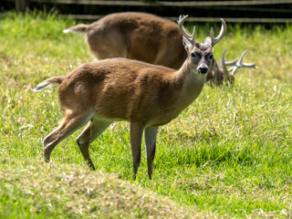 White tailed deer, Odocoileus virginianus nelsoni, Wakata Biopark, Colombia.