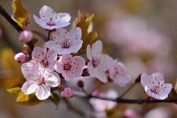 Obraz premium Blossom tree. Nature background.Sunny day. Spring flowers. Beautiful Orchard. Abstract blurred background. Springtime