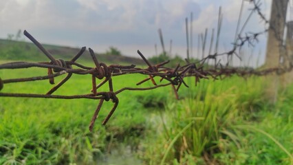 Fototapeta premium Rustic barb wire in the lawn as a border of the farm