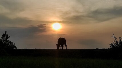 Silhouette picture of a young cow in the savana during sunset