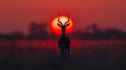  Hauntingly Beautiful Antelope Silhouette at Sunset © GenerAte Ideas