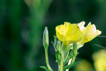 黄色いマツヨイグサ