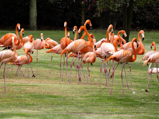 Group of beautifully colored Greater Flamingo, Phoenicopterus ruber, Wakata Biopark, Colombia