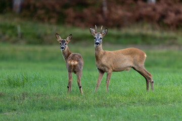 white tail deer