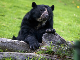 Spectacled bear, Tremarctos ornatus, resting on a tree trunk, Wakata Biopark, Colombia