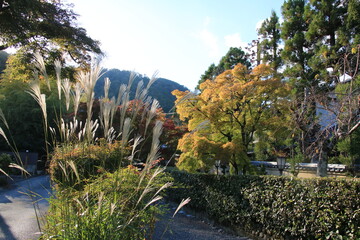 秋の京都・嵯峨野の小径