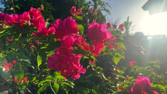 blooming Bougainvillea in the garden against the background of sunlight. 
