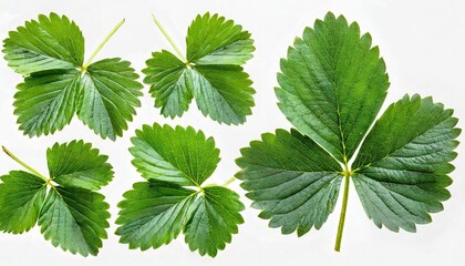 collection of strawberry leaves isolated on a white background